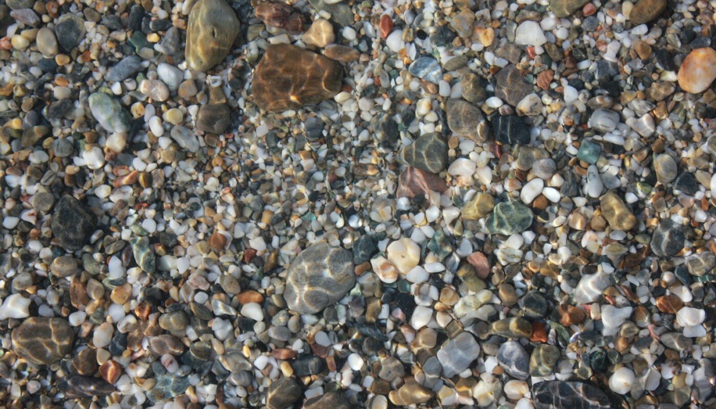 a group of sea shells on a beach
