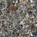 a group of sea shells on a beach