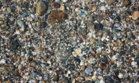 a group of sea shells on a beach